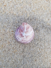 Crepipatella dilatata