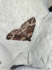 Catarhoe basochesiata