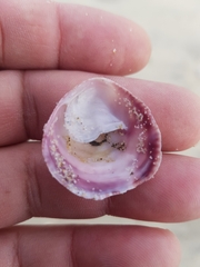 Crepipatella dilatata