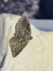Rhoptria asperaria