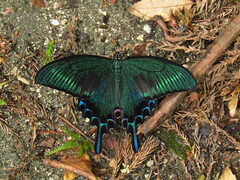 Papilio maackii