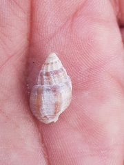 Tritia nitida