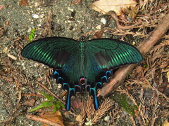 Papilio maackii