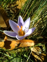 Crocus biflorus