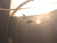 Cydalima perspectalis