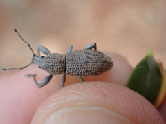 Geonemus flabellipes