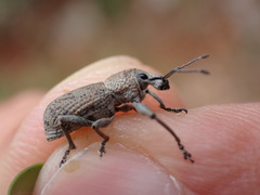 Geonemus flabellipes