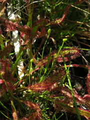 Drosera capensis