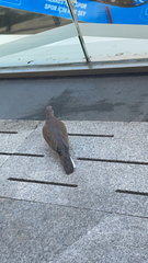 Streptopelia senegalensis