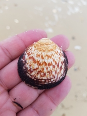 Glycymeris glycymeris
