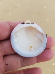Glycymeris glycymeris
