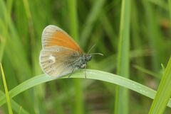 Coenonympha glycerion