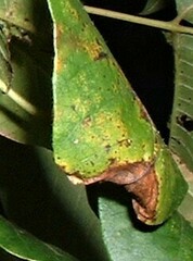 Cameraria guttifinitella