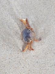 Polybius henslowii