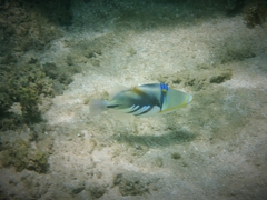 Rhinecanthus aculeatus