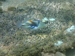 Rhinecanthus aculeatus