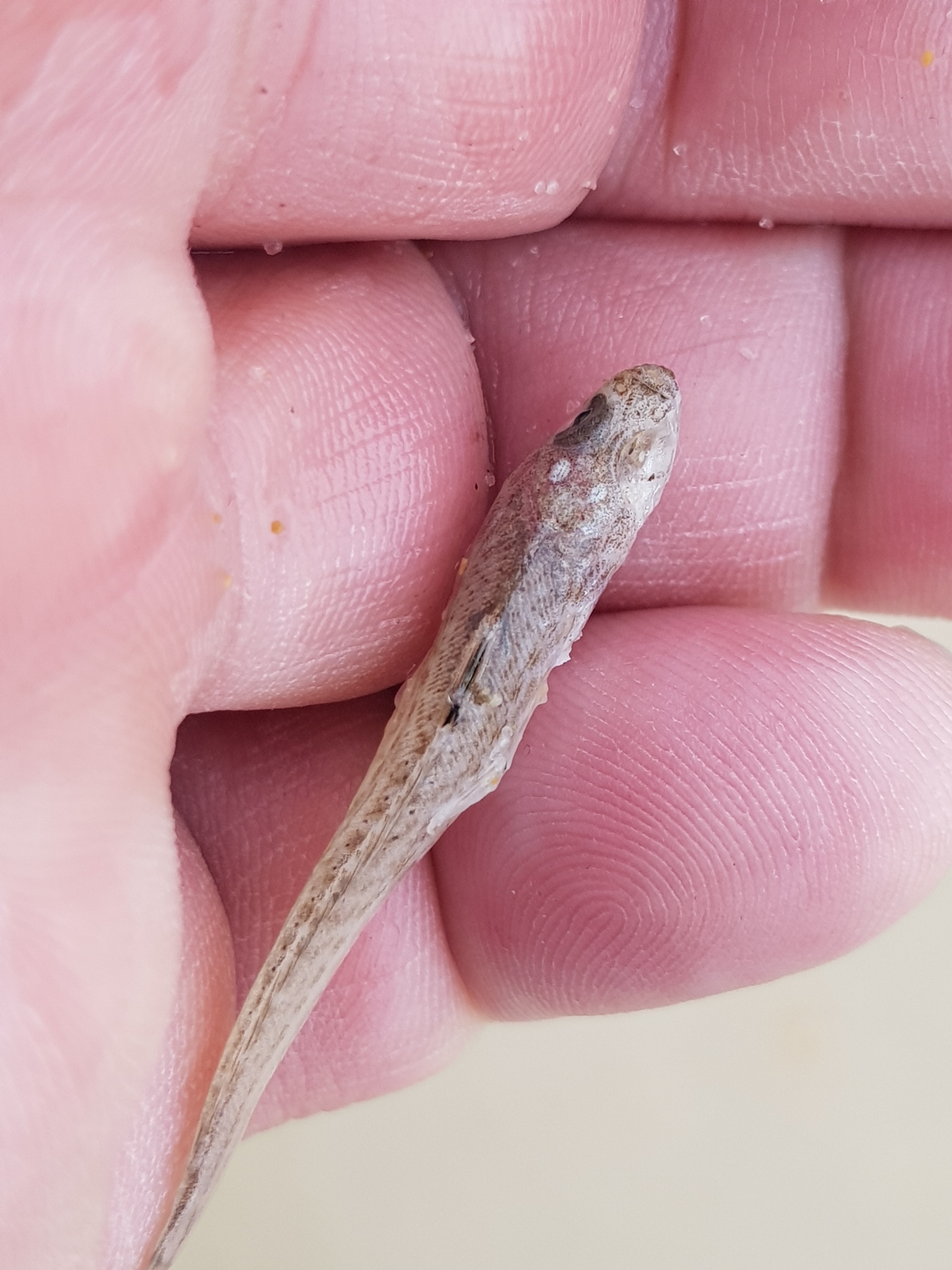 Echiichthys Bleeker, 1861