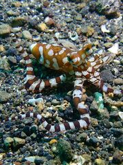 Wunderpus photogenicus