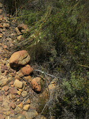 Tritoniopsis nervosa