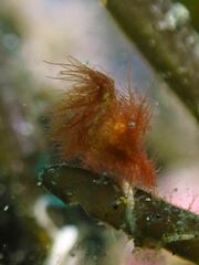 Phycocaris simulans