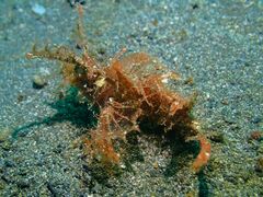 Pteroidichthys amboinensis