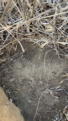 Aegaeobuthus gibbosus