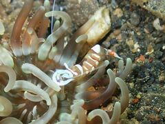 Ancylomenes magnificus