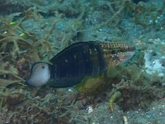 Amblygobius phalaena