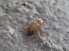 Araecerus