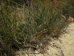 Corymbium villosum