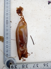 Scyliorhinus stellaris