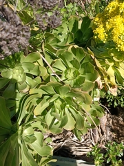 Aeonium arboreum subsp. holochrysum image