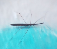 Hydrometra stagnorum