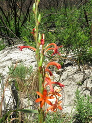 Watsonia angusta