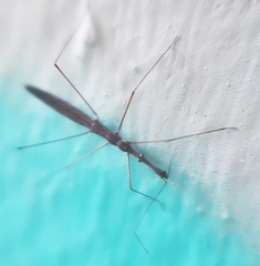 Hydrometra stagnorum