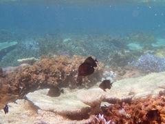 Zebrasoma scopas