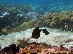 Zebrasoma scopas