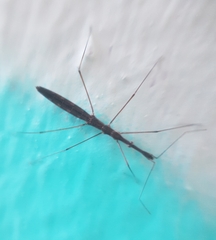 Hydrometra stagnorum