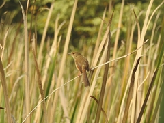 Prinia inornata