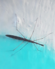 Hydrometra stagnorum