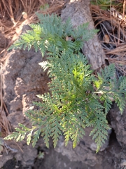 Davallia canariensis