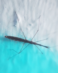 Hydrometra stagnorum