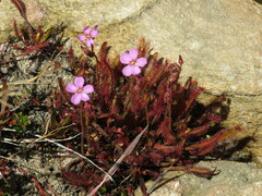 Drosera capensis