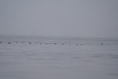 Somateria mollissima