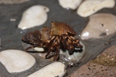 Coenobita cavipes
