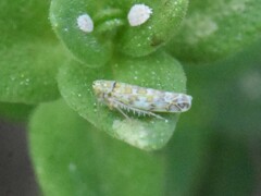 Eupteryx decemnotata