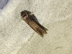 Blastobasis maroccanella