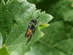 Philanthus loeflingi
