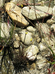 Xyris capensis