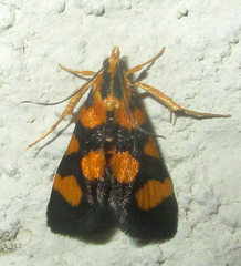 Spilomelinae